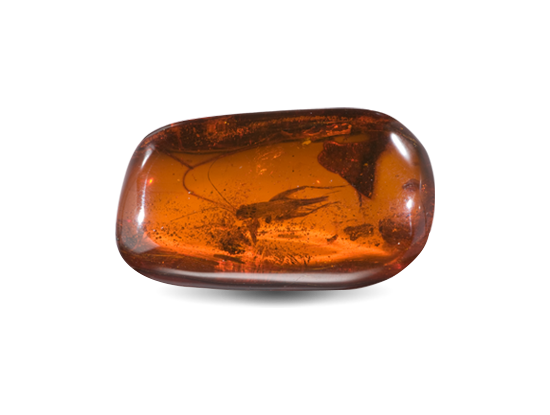 Hổ phách|Amber